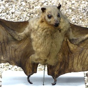 Masked Flying Fox