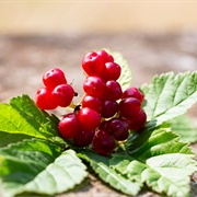 Stone Bramble (Rubus Saxatilis)