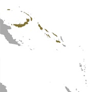 Umboi Tube-Nosed Bat