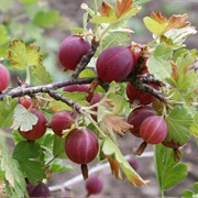 European Gooseberry (Ribes Uva-Crispa)