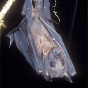 Bulmer's Fruit Bat
