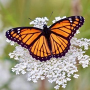 Viceroy Butterfly