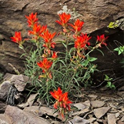 Indian Paintbrush
