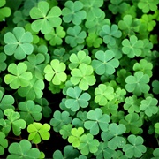 Shamrock