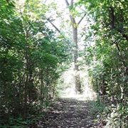 Sidewalk Forest, Ojibway