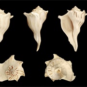 Perverse Whelk