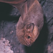 Common Sheath-Tailed Bat