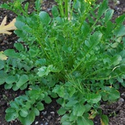 Winter Cress