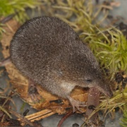 Hayden's Shrew