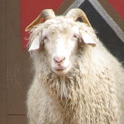 Angora Goat