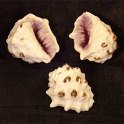 Purple Mouthed Drupe