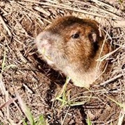 Botta's Pocket Gopher