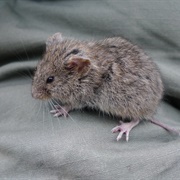 Western Heather Vole