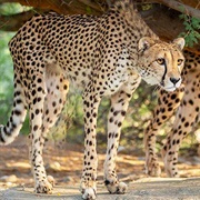 Living Desert Zoo and Gardens, Palm Desert, California, USA