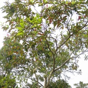 Syzygium Nervosum