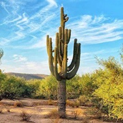 Saguaro