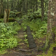 Spruce-Fir Nature Trail, Smoky Mountains