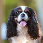 Cavalier King Charles Spaniel