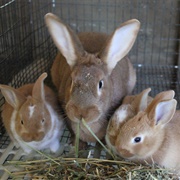 Rabbit Kit
