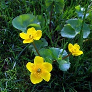 Marsh-Marigold (Caltha Palustris)