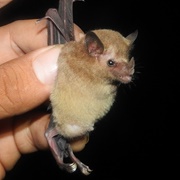 Western Long-Tongued Bat