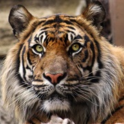 Kansas City Zoo, Missouri, USA