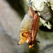 Reddish-Black Myotis