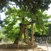 Oldest Tree in Paris