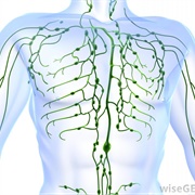 Lymph Vessels