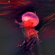 ང།སཇ ཎ༳ ཎལཇ ལཇཅཁ༒ (Dive to the Heart)