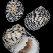 Tesselate Nerite