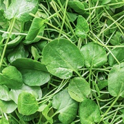 Watercress