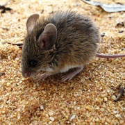 Pilliga Mouse