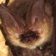 Ognev's Long-Eared Bat