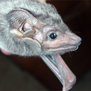 Troughton's Sheath-Tailed Bat
