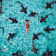 Swim With Nurse Sharks at Compass Cay, Bahamas