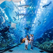 Dubai Aquarium & Underwater Zoo, United Arab Emirates