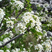 Mahaleb Cherry (Prunus Mahaleb)