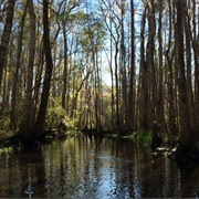 St. Marks River Preserve State Park