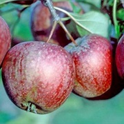 Red Dougherty Apples