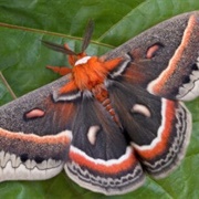Cecropia Moth
