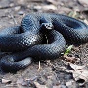 Black Kingsnake