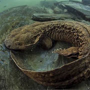 Eastern Hellbender