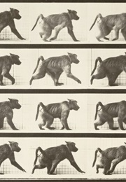 Baboon Walking on All Fours 1887 (1890)