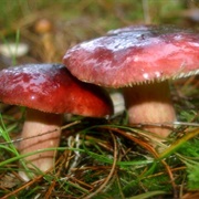 Crab Brittlegill (Russula Xerampelina)