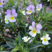 Field Pansy