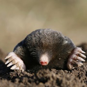 Broad Footed Mole