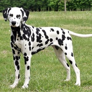 Dalmatian