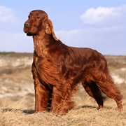 Irish Setter