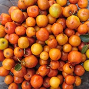 Christ's Thorn Jujube (Ziziphus Spina-Christi)